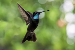 Magnificent Hummingbird photo 5
