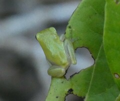 Hyla squirella