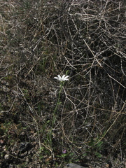 Calycoseris wrightii