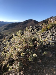 Potentilla subvahliana