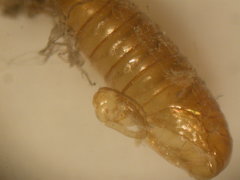 Dahlica triquetrella