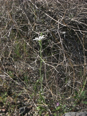 Calycoseris wrightii