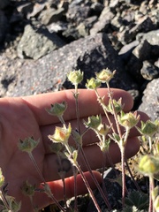 Potentilla subvahliana