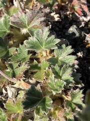 Potentilla subvahliana