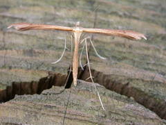 Stenoptilia bipunctidactyla