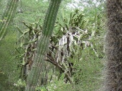 Leptocereus paniculatus