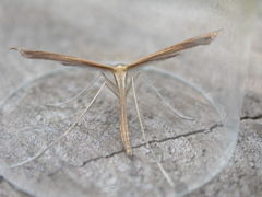 Stenoptilia bipunctidactyla