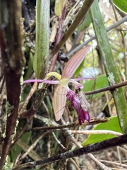 Pleurothallis talpinaria
