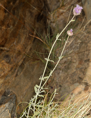 Monardella linoides sierrae