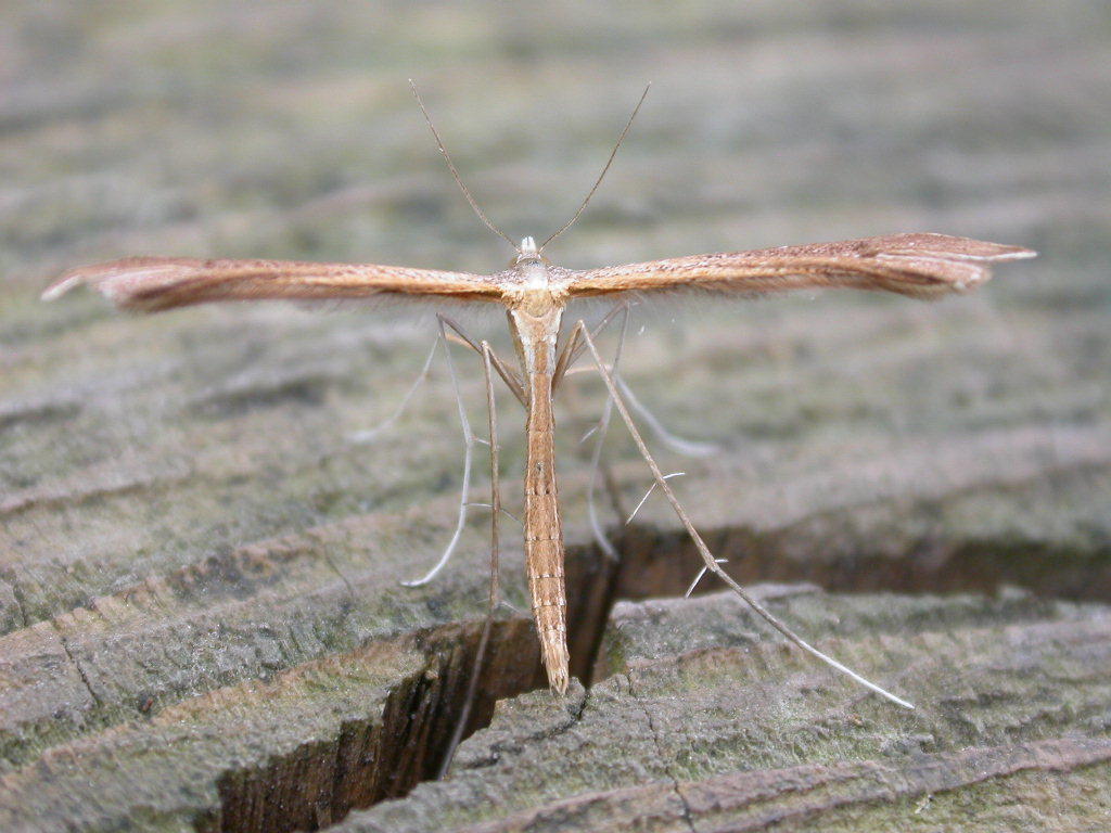 Twin-spot Plume