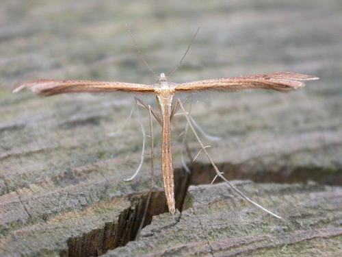 Two-spotted Plume Moth