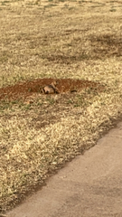 Cynomys ludovicianus