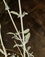 Monardella linoides sierrae