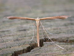 Stenoptilia bipunctidactyla