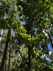 Elaeocarpus angustifolius