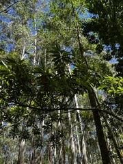 Elaeocarpus angustifolius