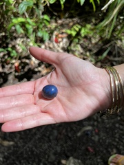 Elaeocarpus angustifolius