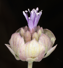 Monardella linoides sierrae