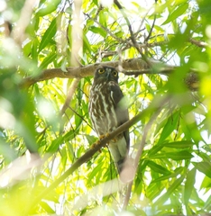 Ninox japonica