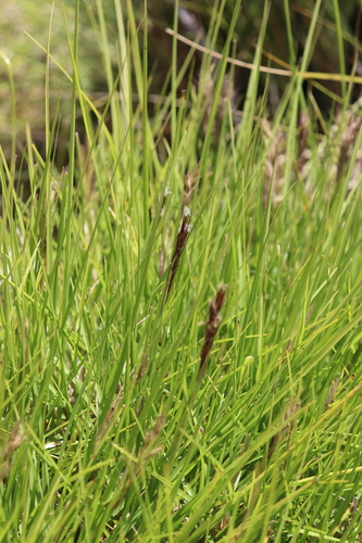 Cenchrus × peregrinus