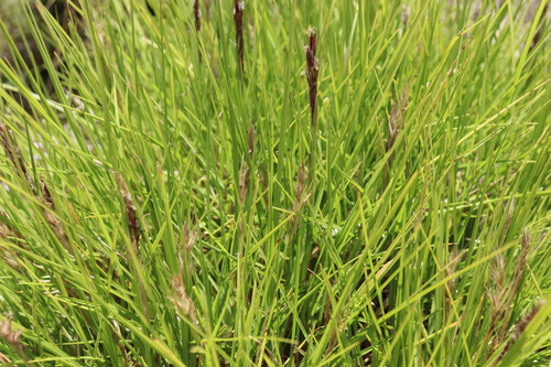 Cenchrus × peregrinus