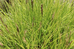 Zoysia pacifica