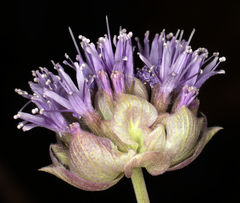 Monardella linoides sierrae