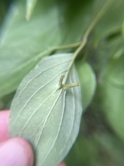 Craneiobia tuba