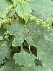 Mitopus