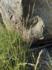 Deschampsia elongata