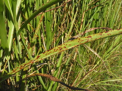 Xanthomonas vasicola