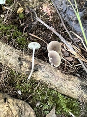 Hydropus praedecurrens