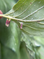 Craneiobia tuba
