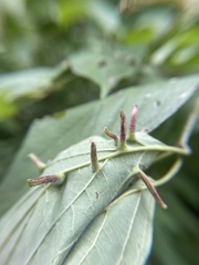 Craneiobia tuba