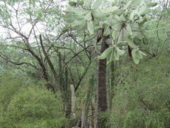 Consolea moniliformis