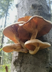 Armillaria mellea
