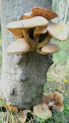 Armillaria mellea
