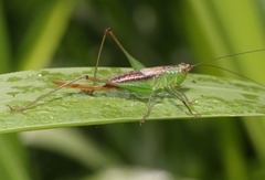 Conocephalus saltator