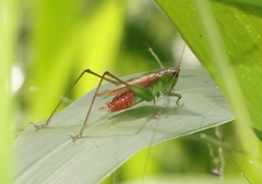 Conocephalus saltator