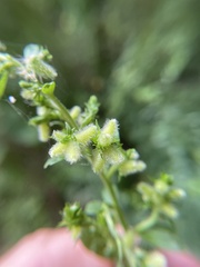 Rhopalomyia anthophila