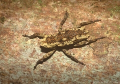 Poropterus angustatus