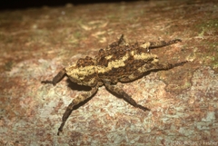Poropterus angustatus