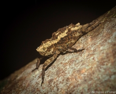 Poropterus angustatus