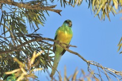 Barnardius zonarius macgillivrayi