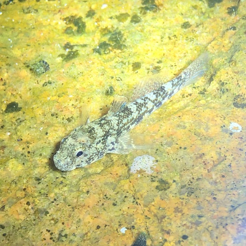 Brown goby (Bathygobius fuscus) — Gobiidae — 3