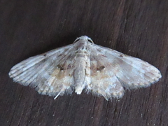 Araeopteron amoena
