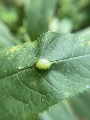 Neolasioptera vernoniae