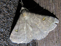 Gynaephila maculifera