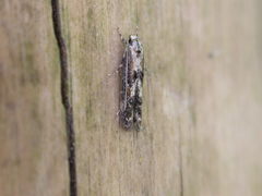 Blastodacna atra