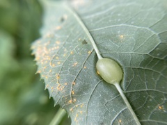 Neolasioptera vernoniae